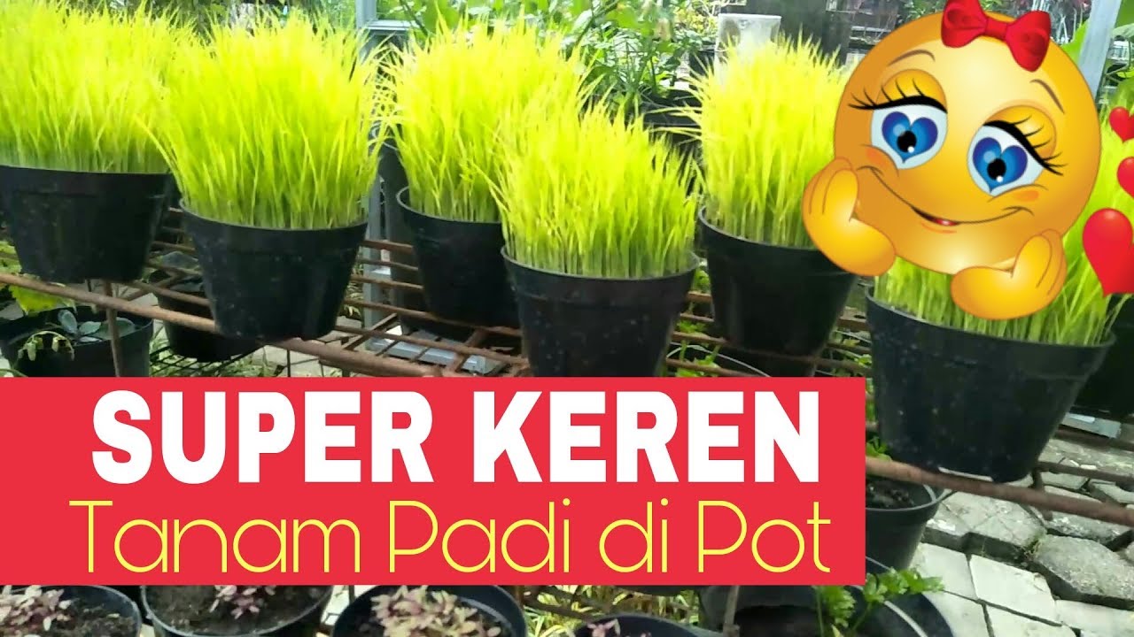  Tanaman  hias  unik dari  tanaman  padi di pot  unik cantik 