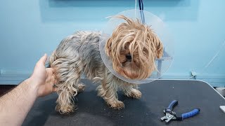 VERY AGGRESSIVE- Clipping Yorkie