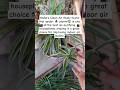 how to propagate spider plant in water #spiderplant #spiderplants #plants #homegardening