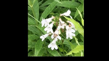 Simulated pollinator count - multiple plant species