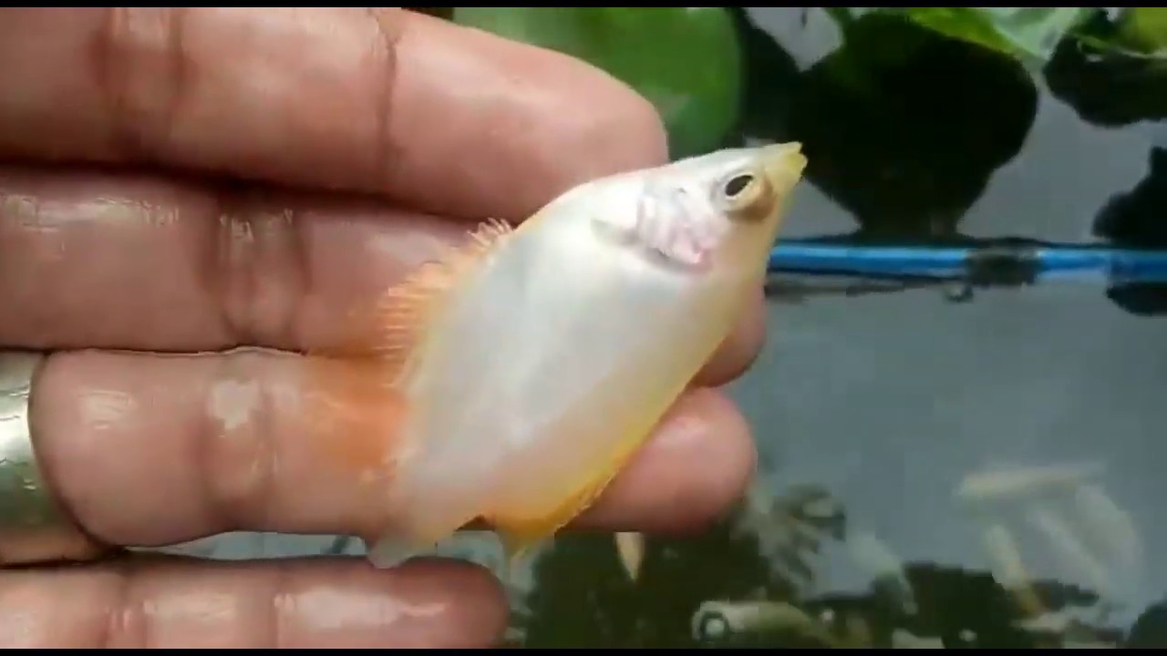 Hasil BUDIDAYA IKAN CUPANG DAN GURAME PADANG 