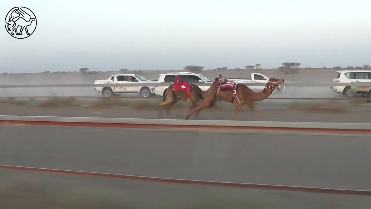 تجربه / راشد عبدالله مطر الرشيدي ( ميدان طوي الشاوي )