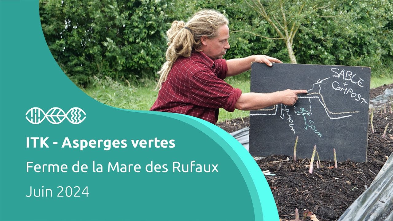 Fiche ITK - Asperges vertes - Ferme de la Mare des Rufaux
