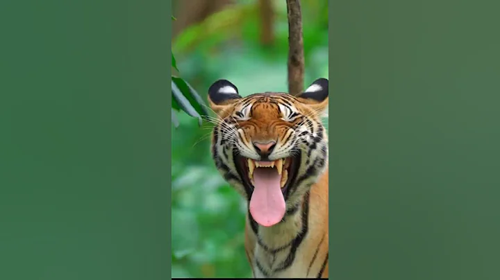 Bioga’s Attack Left Everyone Speechless – Watch the Footage 😳🐯​ #tiger​ #shorts​​ #lion​ #animals​