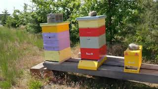 Queen bee returning from mating flight?