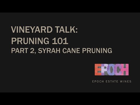 Vineyard Talk, Pruning 101: Part 2, Syrah Cane Pruning