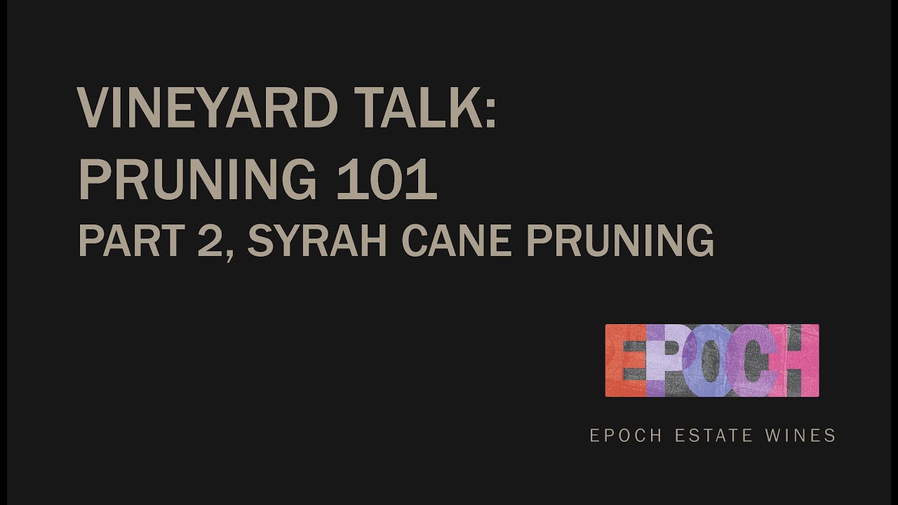 Vineyard Talk, Pruning 101: Part 2, Syrah Cane Pruning