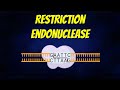 Restriction Endonuclease: Types || Mechanism || Nomenclature