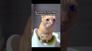 How Often Do Cats Normally Pee?