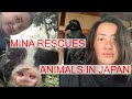 Mina Rescues Animals in Japan
