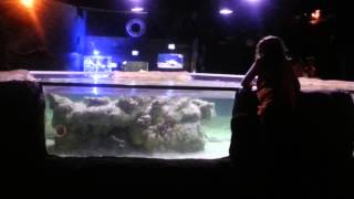 Stingray Feed and Touch Tank at Austin Aquarium