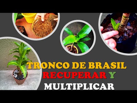 This is how the Plants should be REPRODUCED🌾 TRONCO DE BRASIL, PALO DE BRASIL, FRAGANS, Dracaena