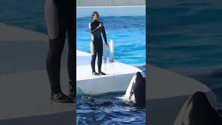 ルーナ可愛すぎ!!サイン無視^^ #Shorts #鴨川シーワールド #シャチ #Kamogawaseaworld #Orca #Killerwhale