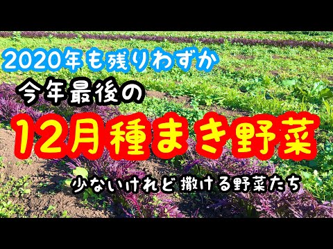 12月種まき・苗植え付け野菜（家庭菜園や畑におすすめ）