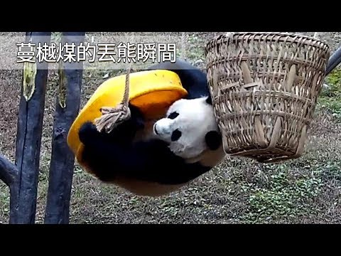《熊貓早晚安》蔓樾煤的丟熊瞬間 | iPanda