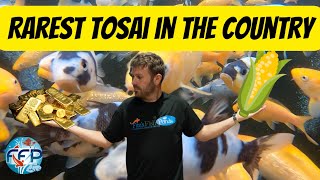 Unveiling Our Golden Corn and Omasako Shiro Utsuri! Some of the Rarest Japanese Koi in the USA!