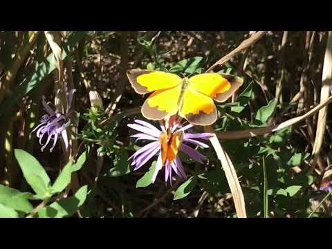 Pollinator Frenzy