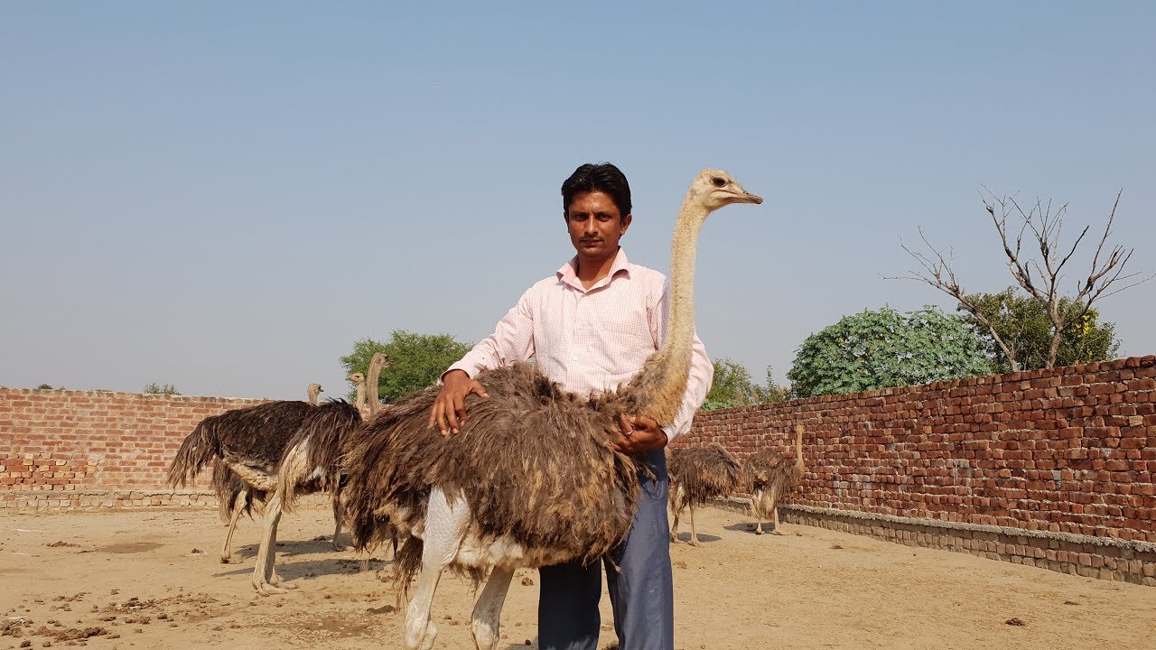 info about ostrich farming urdu/hindi ostrich Sialkot ostrich