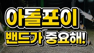 아돌포이 산란그룹 폭번항!|아돌포이 & 코리도라스 입양 Tip 아돌포이 산란그룹 폭번항!|아돌포이 & 코리도라스 입양 Tip