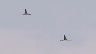 Red-throated Loons in flight - Juvenile and Adult - Lake Michigan