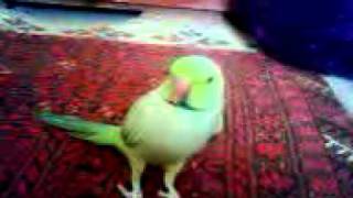 bird parrot.3gp