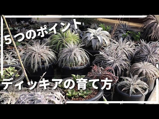 ディッキアの育て方 5つのポイントを徹底解説 - YouTube