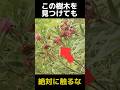 絶対に触ってはいけないその辺に植っている樹木