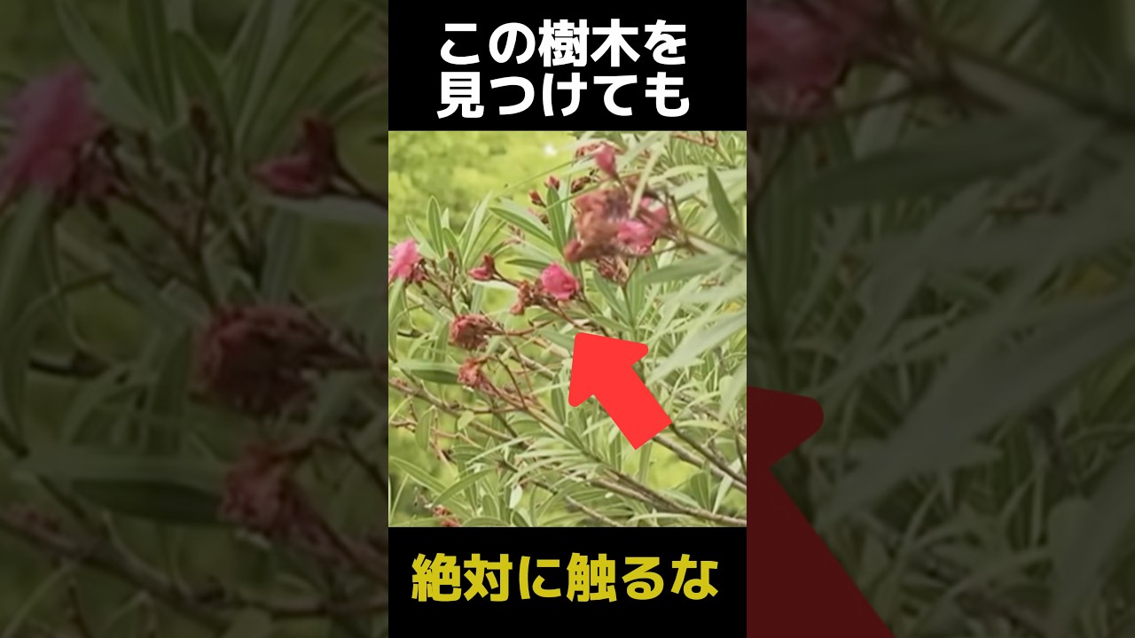 絶対に触ってはいけないその辺に植っている樹木