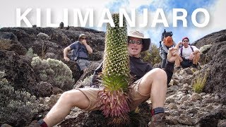 Climbing Mount Kilimanjaro - Lemosho - Day 3