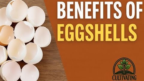 🥚 Don’t Throw Away Those Eggshells — Feed Your Garden Instead! 🌿