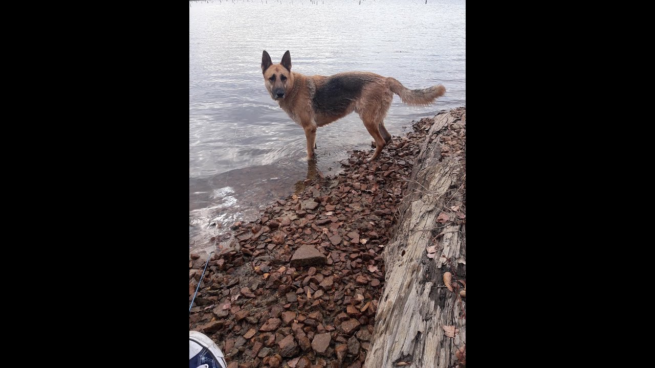 The gold standard of raw feeding 'Warning' German Shepherd dog is ...