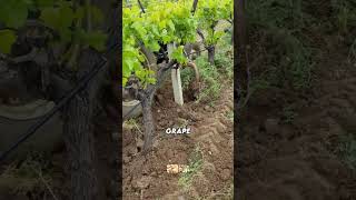 EXPENSIVE WEED REMOVAL MACHINE SPARKS DEBATE 🍇😳