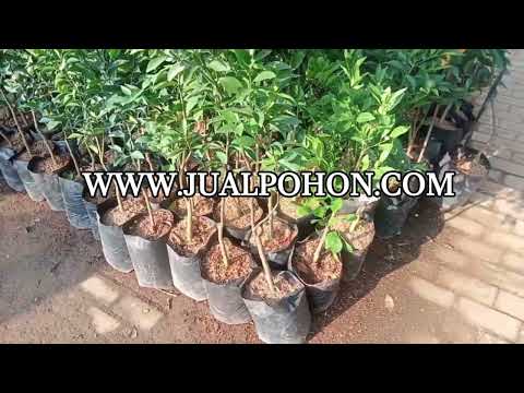 Bibit Pohon Jeruk Siyem Madu Daun Rimbun Sudah Berbuah