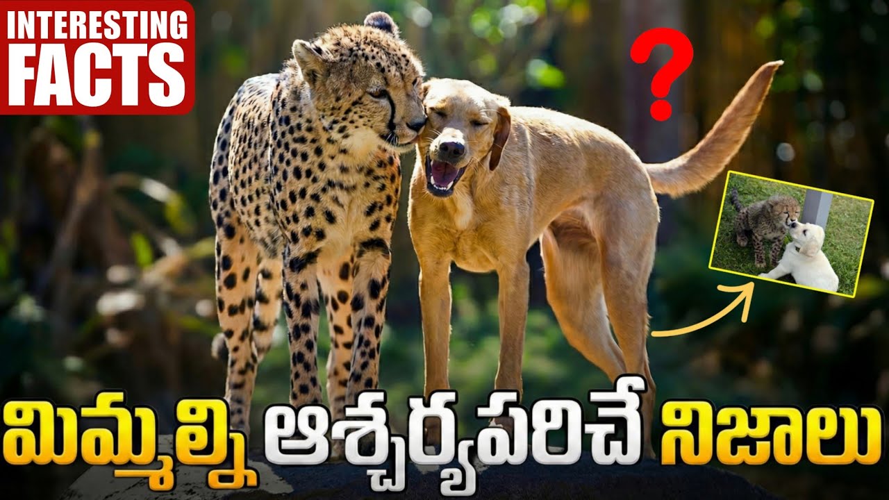 Why Tiger And Dog Grow Together ? Interesting Facts In Telugu | Facts Forever