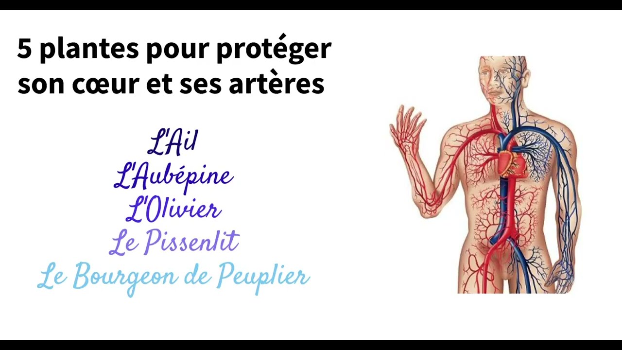 Prvenir les maladies cardio-vasculaires avec les plantes - phyto-soins.com
