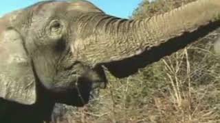 A2 02 Happy Elephants (Nat Geo)