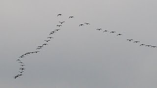 1110205 The great cormorants line up in a different shape over Nangong sky.