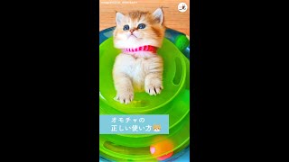 【そんな遊び方アリ！？】 すっぽりハマってこんにちは。 子猫ちゃんがおもちゃの楽しみ方教えます…♪ #Shorts