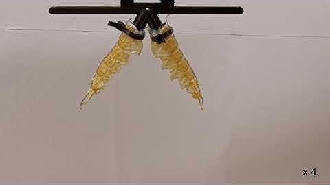 Bio-hybrid robots turn food waste into functional machines