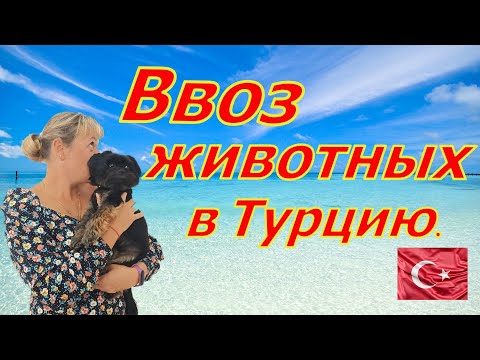 Ввоз животных  в Турцию. Аланья. Махмутлар.