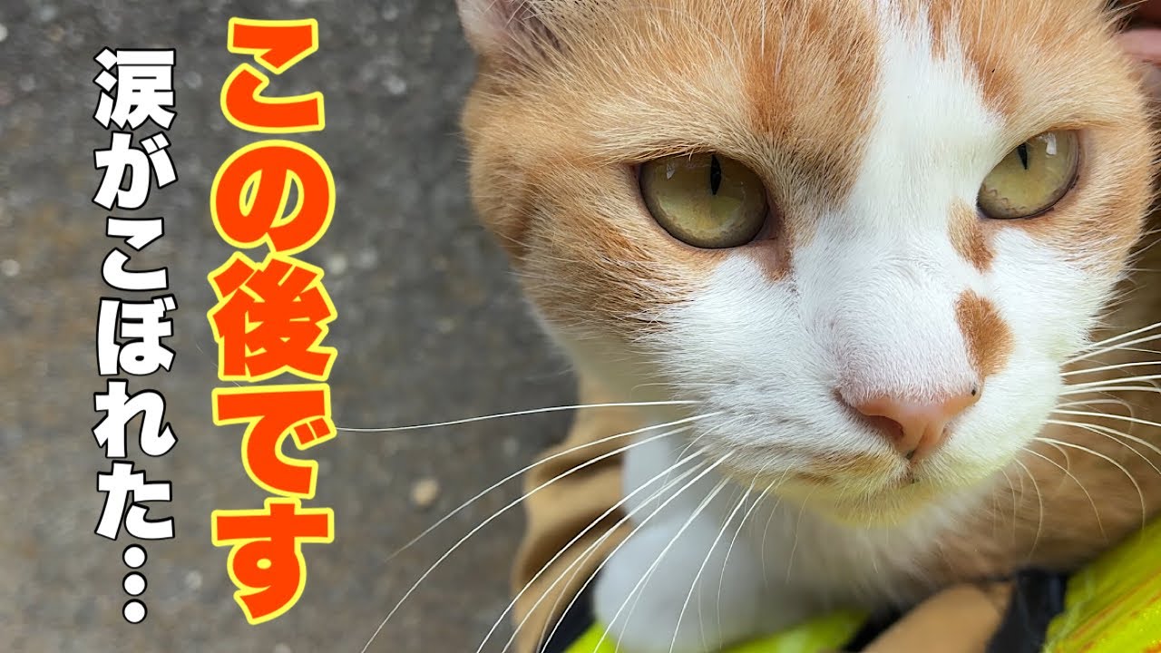 Cats living in a mountain village in Japan. - YouTube