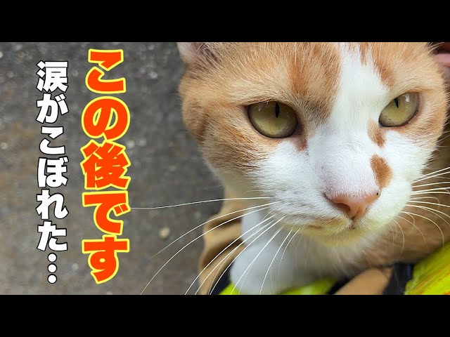 猫の寅 Cats living in a mountain village in Japan. - YouTube