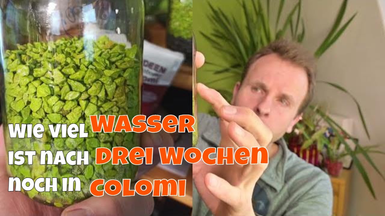 Orchideen-Granulat nach 3 Wochen: So viel Wasser war noch drin
