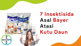 7 Insektisida Ampuh Atasi Kutu Daun Cabe dari Bayer