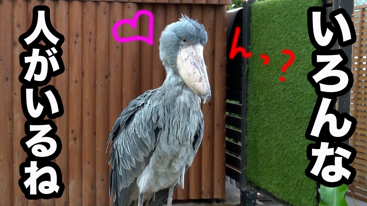 人間観察中のハシビロコウふたばちゃんが面白い♡【冬のふたば2025