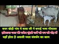 Top Beautiful Haryana Desi Cows हरियाणा नस्ल की सफेद सुंदरी गायें 👌 ऐसी गौशाला कहीं नहीं देखी होगी।