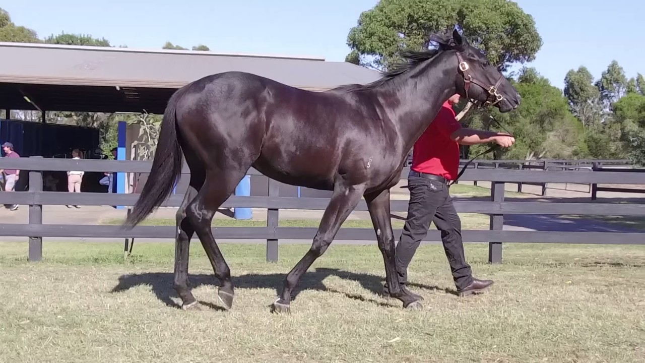 Inglis Premier Sale Lot 132 Amercain x And Rock
