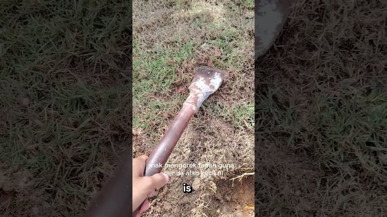 TRANSPLANTING ON PEPPER PLANTS