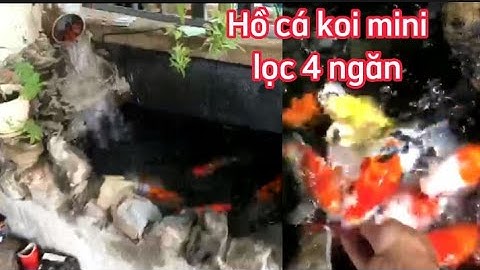 Hồ Cá Koi mini 500l Nước Siêu Trong - Cá Mút Tay Rất Thích Và Dạng Người.Hồ Em Hưng ở Đồng Nai.