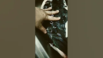 وزن البطه البغالى اكسبلور 